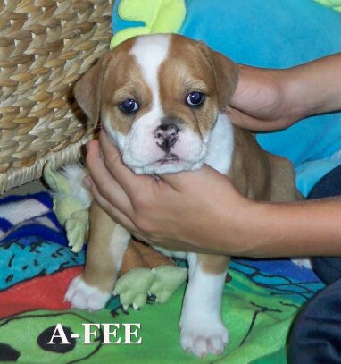 afee.jpg