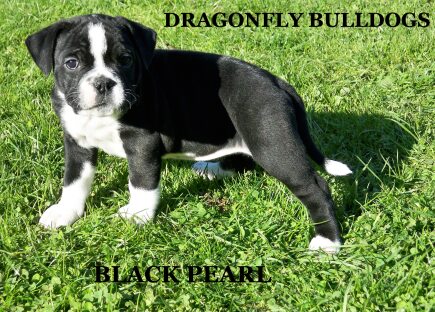 blackpearl48.jpg