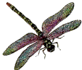dragonflywillk.gif
