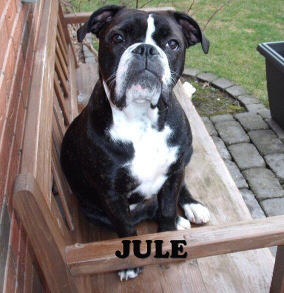 juledrag1.jpg