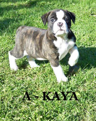 kaya48.jpg