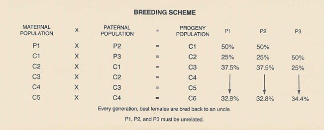 leavittlinebreedingscheme.jpg