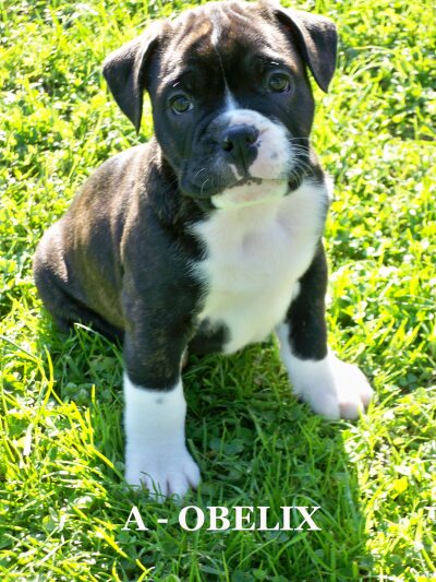 obelix48.jpg